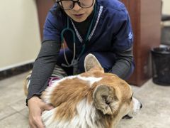 -美联众合动物医院·24h转诊中心