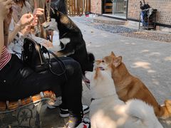 -柴犬高等学院·狗咖·柴犬售卖·宠物训练