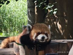 -北京野生动物园
