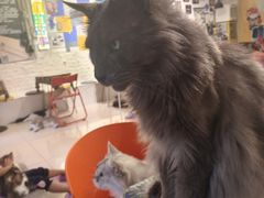-平行世界·猫咖(首经贸店)