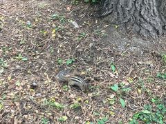 -黑龙江省森林植物园