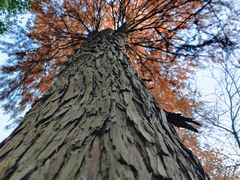 -上海佘山国家森林公园天马山园