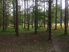 -黄海国家森林公园