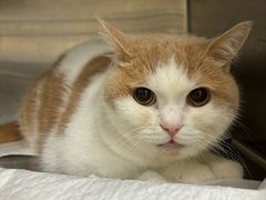 -安安宠医宠物医院·异宠·犬猫内科(岳阳分院)