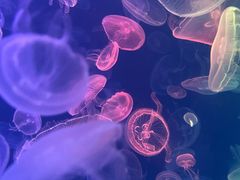 -烟台海昌鲸鲨海洋公园