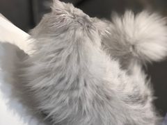 -飞行喵MR PILOT|猫舍·猫咖(静安大融城店)
