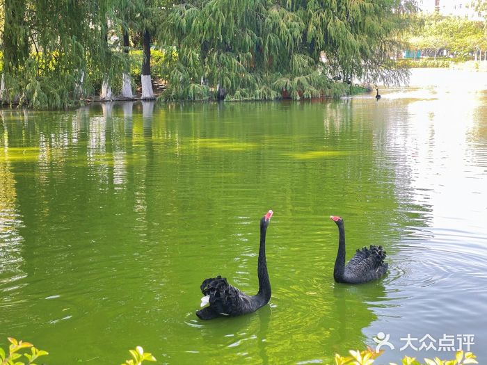 厦门大学(思明校区)图片