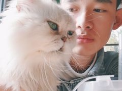 -猫的茶·猫咖