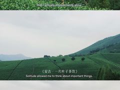 -白茶原·一片叶子