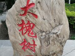 -大槐树寻根祭祖园