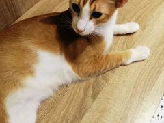 -Umiao与猫咖啡 猫咖