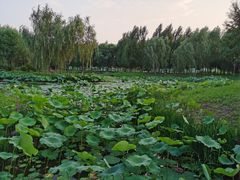 -东郊湿地公园