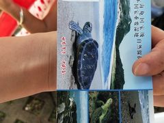 -广东惠东海龟国家级自然保护区