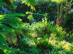 -中国科学院西双版纳热带植物园