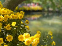 -杭州植物园