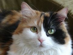 -艾吉宠物医院·疑难杂症转诊中心·猫友好(碧江路院)