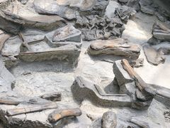 -自贡恐龙博物馆