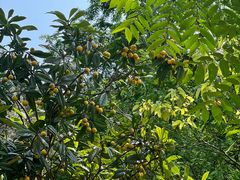 -铁山坪森林公园