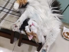 -申普宠物医院·眼科·心内科·影像科(普陀分院)