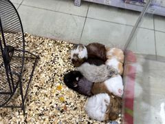 -钓仓鼠(洋桥北里小区店)