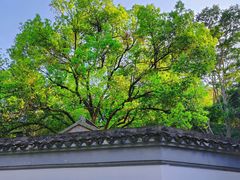 -深圳国际园林花卉博览园