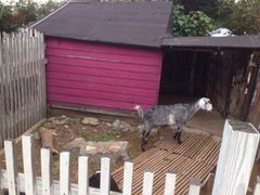 原野牧场-原野牧场