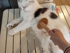 -Cappucimeow猫咪咖啡馆(韦伯时代店)