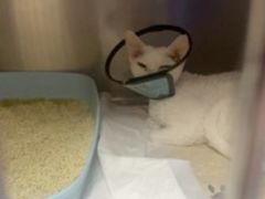 -宠颐生宠物医院·异宠猫科内科·诊疗中心宠巢店