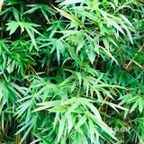 秋天最迷人的花香小路..🎭
