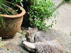 -老屋咖啡