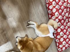 -柴迷FANS CLUB·柴犬狗咖·猫咖