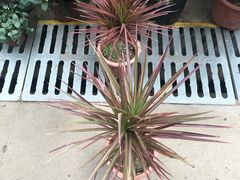 -秦美花卉(天朗·莱茵小城2期店)