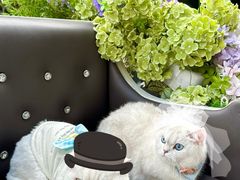 -J Create城市露营咖啡·简餐·宠物(上海动物园店)