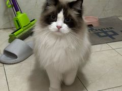 -艾贝尔宠物医院·24H转诊中心·肿瘤猫专科(江宁双龙店)