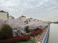 -高东镇樱花园