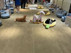 -逗柴咖啡屋·狗咖猫咖宠物桌游