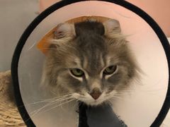 -猫儿山۰猫主题餐厅