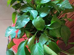 -额尔敦传统涮(光明路店)