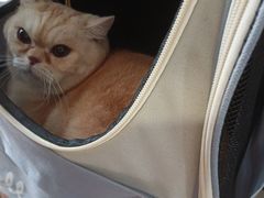 -瑞派动物医院·绝育·犬猫全科·预防医学(光景江南中店)