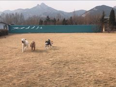 -趣玩宠物乐园寄养训犬训狗游泳池