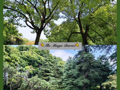 -上海共青森林公园