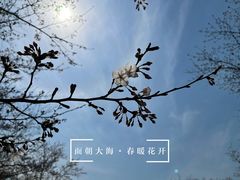 -顾村公园