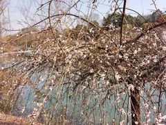 -白塘生态植物园