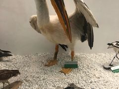 -盐城丹顶鹤湿地生态旅游区