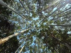-黄埔油麻山森林公园