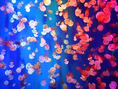 -成都浩海立方海洋公园