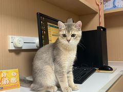-谐和益家动物医院·免疫绝育·血液透析·宠保定点医院(高新伊藤分院)