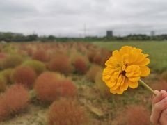 -映月湖中央公园