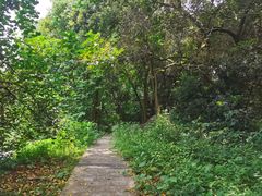 -南宁良凤江国家森林公园