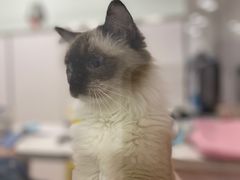 -佳雯宠物医院(四明中路分院)